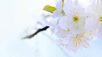 Bright Wallpaper Widescreen By Illusionality