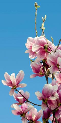 Flowers Flower Love Flores Nature Background Primavera