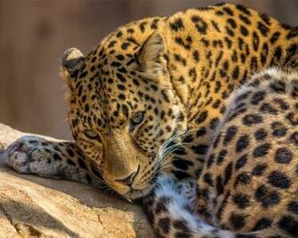 Zoo Leopard HD Wallpaper At Superb
