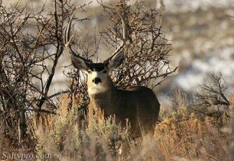 Go Back Gallery For Mule Deer Hunting Wallpaper