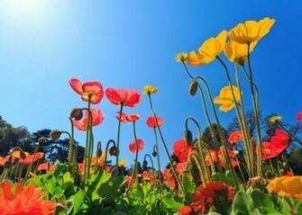 Spring In Flowers And Greens Photos Wallpaper Elsoar