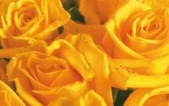 Yellow Resolution Flower Desktop Picture Content