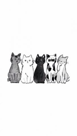 Image Shared By Nk Find Image And Videos About Text Cat