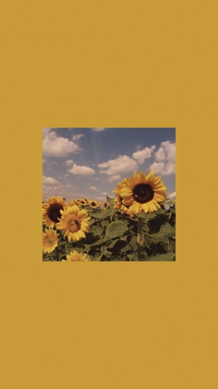 Yellow Sunflower Aesthetic Wallpaper