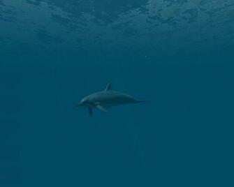 Dolphins 3d Screensaver And Animated Wallpaper Build Pc
