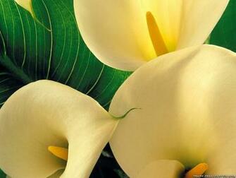 Purple Calla Lilies Wallpaper Lily Flowers