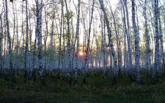 Birch Forest Wallpaper HD S