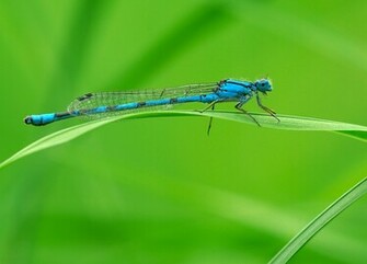 Blue Dragonfly Wallpaper