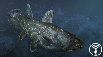 How Coelacanths Work Stuff You Should Know