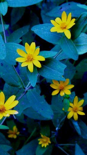 Evening Flowers Android Wallpaper