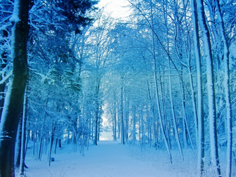Democratic Forest Snow Wallpaper Conservatives Still Did Not Build