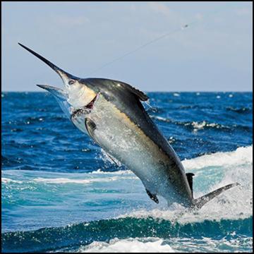 Marlin Fish HD Wallpaper For Android Apk