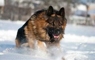 Wallpaper Dog German Shepherd Winter Snow