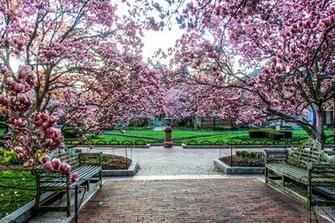 Cherry Blossoms Washington Dc The Sojourner