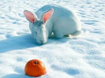 Cute White Rabbits Wallpaper