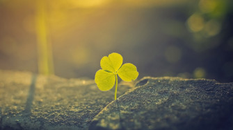 Shamrock Wallpaper Desktop
