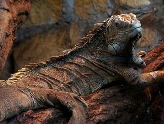 Reptile On Rock Wallpaper Stock Photos
