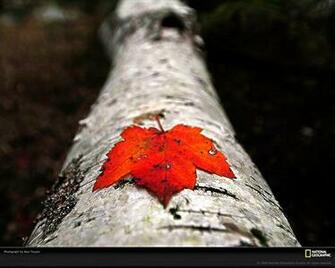 Google Nexus Tablet Wallpaper Autumn