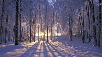 Snow Sun Forest Wallpaper Hq