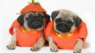 Halloween Funny Animal Pictures Are Two Twin Puppies Who Dressed