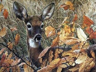 Deer Wallpaper Whitetail Hunting