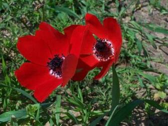 Anemones Wallpaper