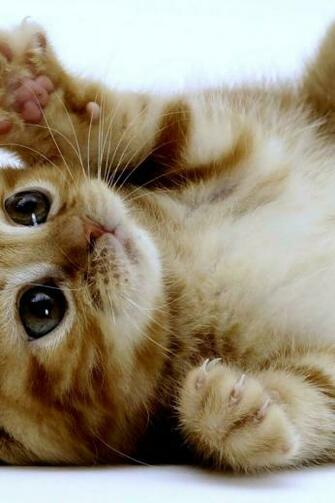 Super Cute Kitten iPhone Wallpaper