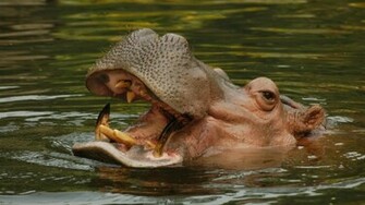 Hippos HD Wallpaper S Animals
