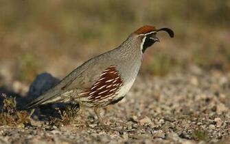 Gambel S Quail HD Wallpaper Image Background