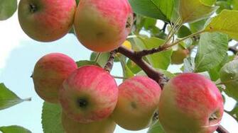 Apple Tree Wallpaper Top HDq Image