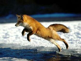 Best Top Desktop Fox Wallpaper HD Red Jumping Jpg