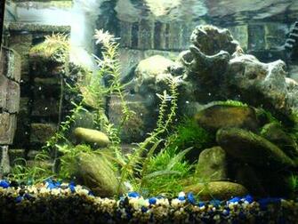 Attractive Aquarium Background Technosamrat