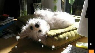 Funny Dog Animations Desktop Wallpaper