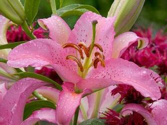Wallpaper My Asiatic Lily Flowers
