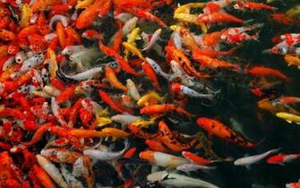 Koi Fish Desktop HD Live Wallpaper Mobile9 Johnywheels