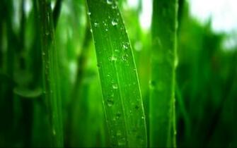 Tag Morning Dew Paographs Wallpaper Image And Pictures For