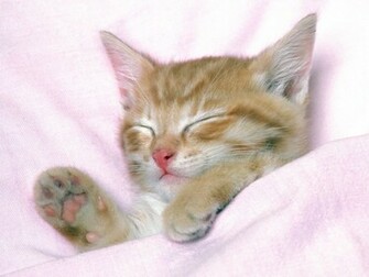 Pretty Kitty Wallpaper Cats