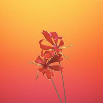 Wallpaper iPhone X Ios11 Flower
