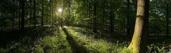 Trees Forest Sunlight Panorama Wildflowers Wallpaper