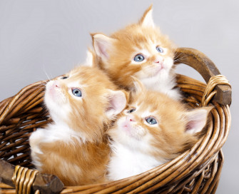 Kittens Kitten Cat Cats Baby Cute S Wallpaper HD