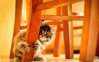 Baby Kitten Wallpaper For