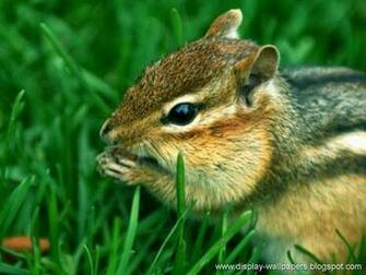 Wallpaper Squirrels Desktop