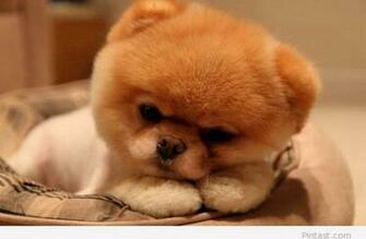 Related Pictures Pin Dogs Wallpaper Nice Photo Pit Bull Terrier