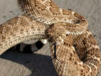 Rattlesnake Wallpaper