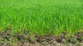 Green Wheat Wallpaper Resolution