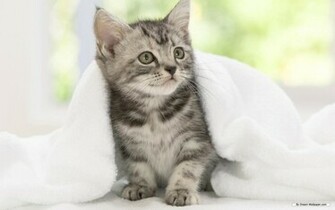 Cute Animal Desktop Background Image