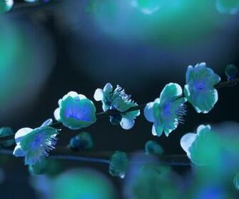 Desktop Wallpaper Flowers High Resolution In HD