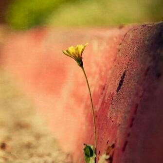 Pretty iPad Mini Background Wallpaper