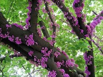 Spring Screensavers Which Is Under The Wallpaper