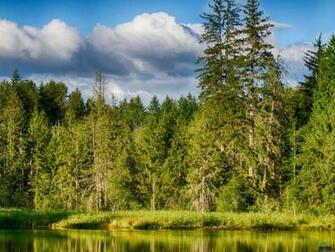 Wallpaper Summer Forest Landscape X Desktop